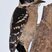 Downy Woodpecker